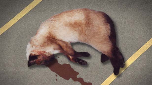 Dad's Dead, Chris Shepherd