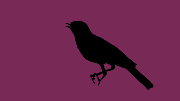 Early Birds, Suky Best