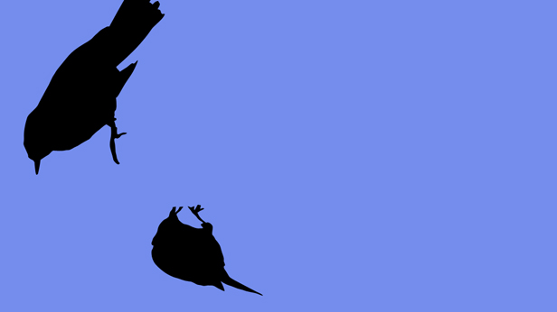 Early Birds, Suky Best