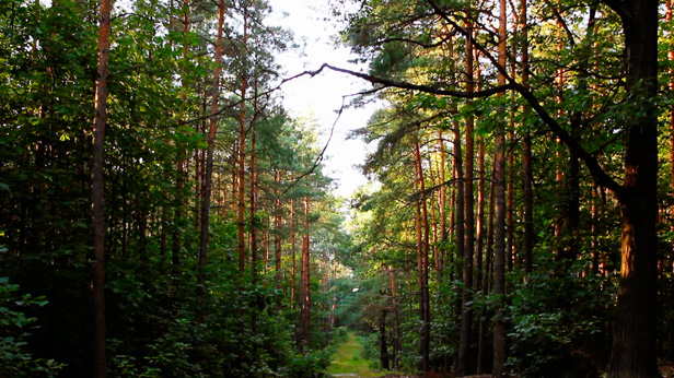 This is History (after all), Roz Mortimer