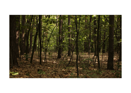 This is History (after all), Roz Mortimer