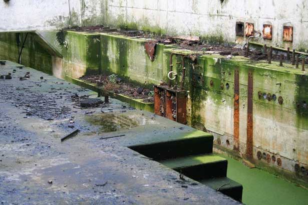 Cobra Mist, Emily Richardson