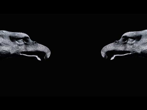 International Fauna, Melanie Jackson