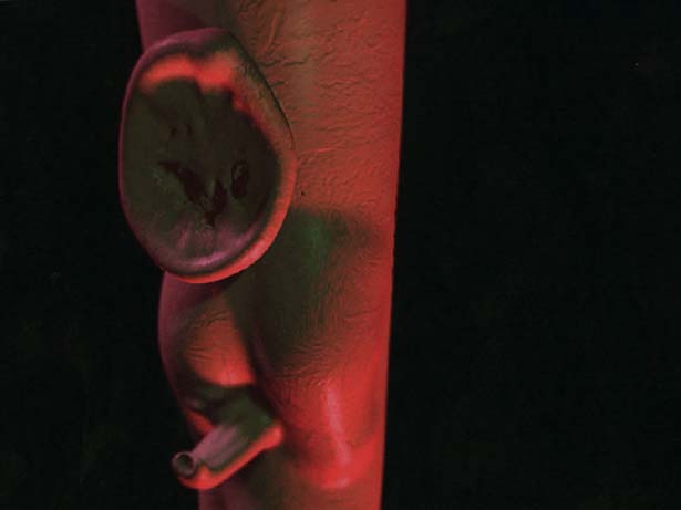 Kingdom Protista, Andrew Kötting