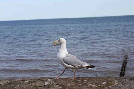 Love Brid, Susan Collins