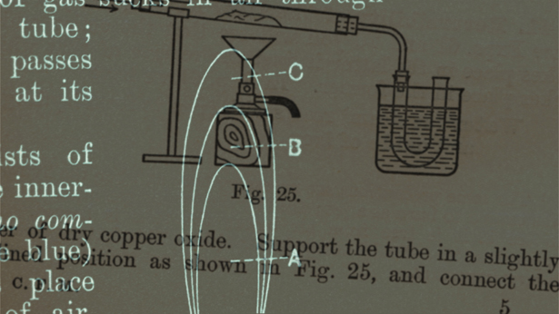 Tulips at Dawn, Rosie Pedlow